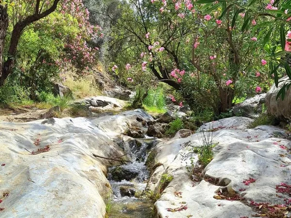 Río entre flores