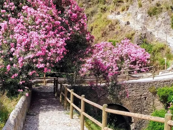 Sendero con flores hacia el pueblo